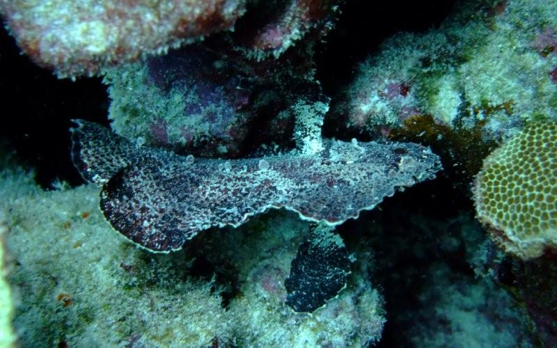 leaf scorpion fish